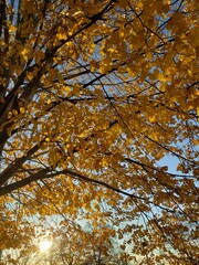 Golden Leaves of a Tree in Autumn