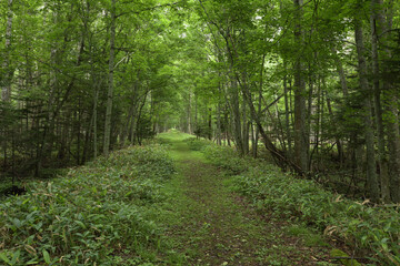 Obraz premium 山の中の一本道 