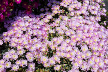 Lampranthus plants and pink flowers texture background in spring, sunlight