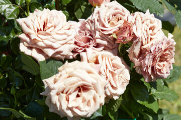 Ancient pink roses flowers in spring sunlight