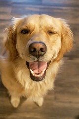 golden retriever dog smile