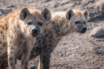 Hyenas lurking in the desert looking for food
