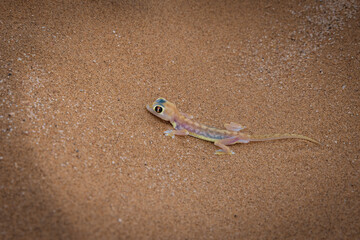 Lizard one of the little five in Namibia in the sand