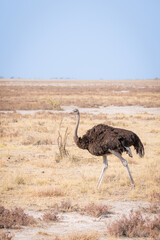 Naklejka premium ostrich in the savannah during the mid day heat