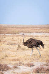 ostrich in the savannah during the mid day heat