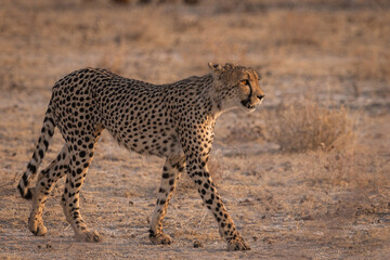 hungry cheetah in serengeti national park looking for prey during sunset