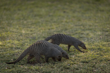 meerkat on the ground in the green grass