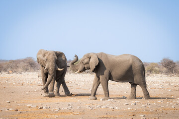 two elephants playing in the hot summer sun of etosha national park namibia - obrazy, fototapety, plakaty