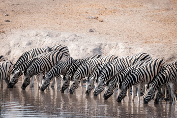 Fototapeta na wymiar Thirsty zebras drinking in a row at a watering hole in etosha national park namibia