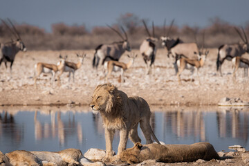 Lion waking up after nap while siblings still sleep and prey is in the background
