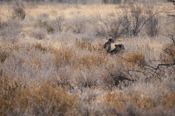 mother cheetah and its youngling juvenile baby cheetah are looking for food in the high grass of etosha national park namibia africa