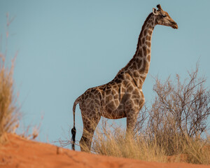 giraffe in the savannah looking into the distance
