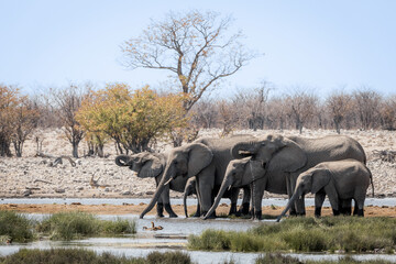 thirsty group of elephants in the water at a wateringhole in namibia africa etosha national park