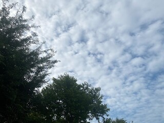 sky with white clouds and green leaves looking up