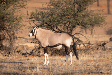 pregnant Oryx antelope is standing in the desert plains of etosha national park namibia africa