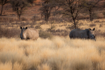 a male and female white rhino in the wild grassing in the sunset in etosha namibia africa