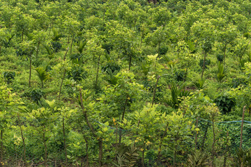Indian beech tree farm