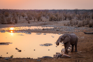 Lone elephant bull drinking thirsty at a watering hole during sunset in the etosha national park namibia africa - obrazy, fototapety, plakaty