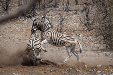 Fototapeta na wymiar two zebras fighting in the savannah of etosha national park namibia africa