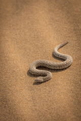 Fototapeta na wymiar poisiness dangerous sidewinder snake in the sand of the kalahari desert in namibia africa