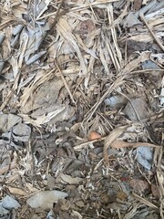 close up of a bark and the leaves dry