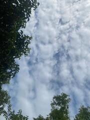 Fototapeta premium sky with white clouds and green leaves looking up