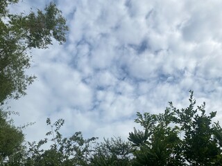 sky with white clouds and green leaves looking up