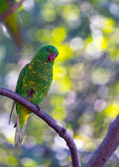 Scaly-breasted Lorikeet (Trichoglossus chlorolepidotus) in Radiant Plumage