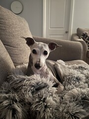 Italian Greyhound Laying on Couch on Fluffy Blanket