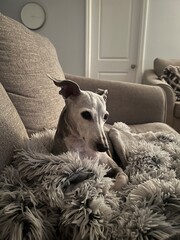 Italian Greyhound Laying on Couch on Fluffy Blanket