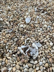 Bleached Dead Crab on Beige Stones