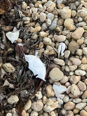 Bleached Dead Crab Seaweed on Beige Stones