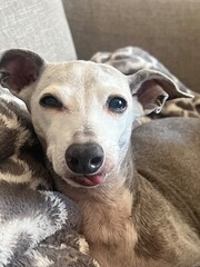 Italian Greyhound With Tongue Peeking Out