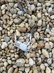 Bleached Dead Crab on Beige Stones