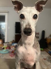 Italian Greyhound Staring at the Camera