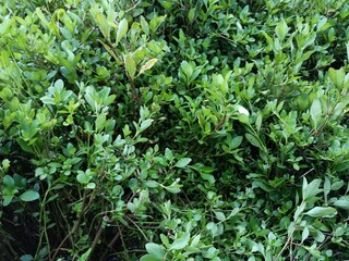 A plant with abundant leaves Stock Photo