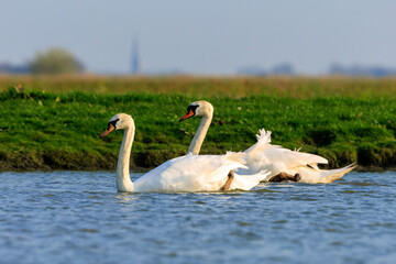 Couple of mute swans swimming in low water in dutch landscape.