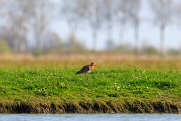 Obraz na płótnie Canvas Black tailed godwit on grassland in typical Dutch landscape