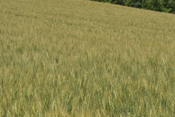 小麦畑
