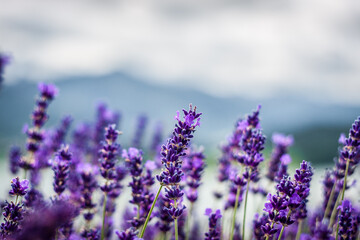 lavender flowers in region
