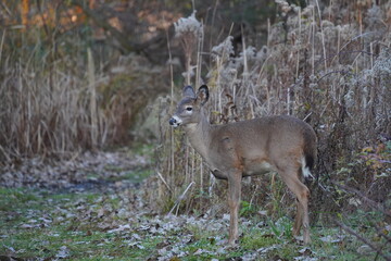 doe in woods 
