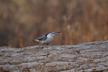 nuthatch in woods 