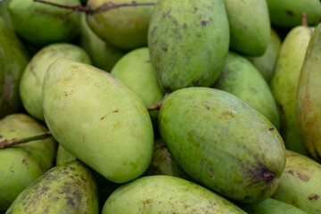 A Bunch of Green Mangoes 