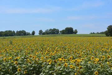 向日葵畑