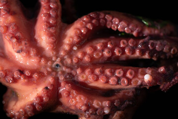 Close-up of a small cooked polyp that was utilised to make polyp salad. The tentacles with the...
