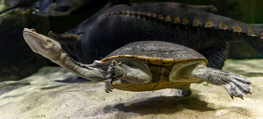 Close-up view of a diving Northern snake-necked turtle (Chelodina oblonga)