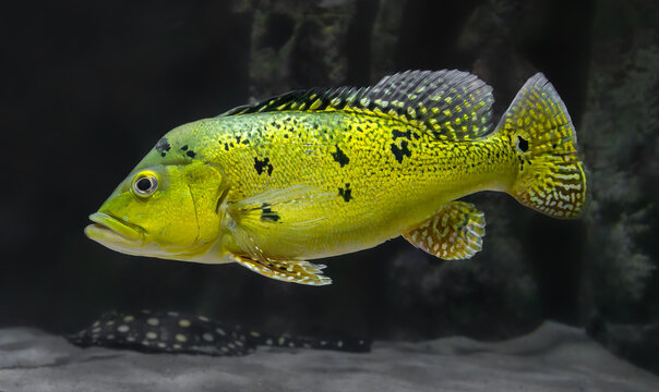 Close-up view of a Peacock bass (Cichla sp.)
