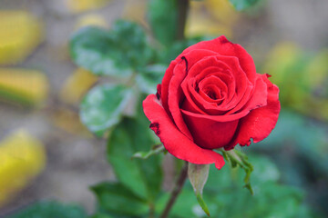 Red Roses close-up in garden