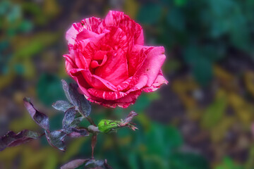 Rose Chaim Soutine dekat di Taman.