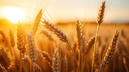 A field of wheat with the sun setting in the background